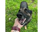 Adopt Harley JC a Black German Shepherd Dog / Mixed dog in St Louis