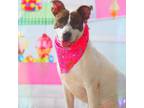 Adopt Lea AR a White - with Tan, Yellow or Fawn Plott Hound / Mixed dog in St