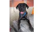 Adopt Aries a Cane Corso / Mixed dog in Troutdale, OR (39080846)