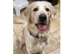 Adopt Beach Boy (mcas) a Golden Retriever / Mixed dog in Troutdale