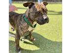 Adopt Koda a Pit Bull Terrier / Mixed dog in Silverdale, WA (39112310)