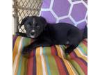 Adopt Little bear a Black Pug / Mixed dog in Tucson, AZ (39190636)