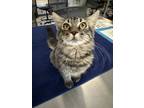 Adopt Echo 3 a Brown Tabby Domestic Mediumhair (long coat) cat in Tucson