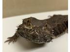 Adopt Duke a Lizard reptile, amphibian, and/or fish in Oceanside, CA (39181390)