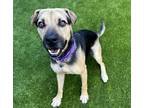Adopt Pongo a German Shepherd Dog / Mixed dog in El Cajon, CA (39146789)