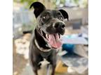 Adopt Star a Black Labrador Retriever / Mixed dog in Oakland, CA (39076774)