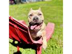 Adopt Miss Lola a Tan/Yellow/Fawn American Pit Bull Terrier / Mixed dog in