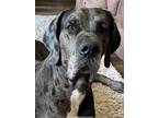 Adopt Oliver "Ollie a Great Dane / Mixed dog in Bullard, TX (39189712)