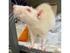 Adopt Enzo a Rat small animal in Kamloops, BC (39121320)