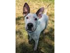 Adopt Yolanda a Bull Terrier / Mixed dog in Logan, UT (39190562)