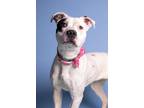 Adopt Zelda a American Staffordshire Terrier / Mixed dog in Logan, UT (39190561)