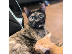 Adopt Freddy (Sheba) a Domestic Shorthair / Mixed (short coat) cat in New