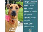 Adopt Shadow a Tan/Yellow/Fawn Labrador Retriever / Mixed dog in Metamora