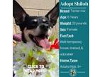 Adopt Shiloh a Black Rat Terrier / Mixed dog in Metamora, MI (39129467)