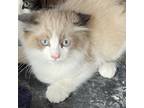 Adopt Baily a Tan or Fawn Tabby Domestic Longhair / Mixed cat in Galesburg