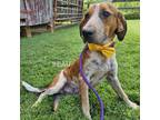 Adopt Beau a Bluetick Coonhound / Mixed dog in Madisonville, TN (39171447)