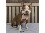 Adopt SMILES now SONRIZA a Tan/Yellow/Fawn Boston Terrier / Mixed dog in Pt.