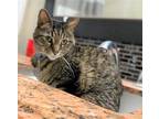 Adopt Oedipuss a Brown Tabby Domestic Shorthair / Mixed (short coat) cat in