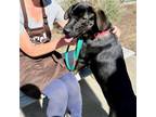 Adopt Griselda a Black Labrador Retriever / Mixed dog in Oakland, CA (39186605)