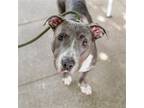 Adopt Sadie a American Pit Bull Terrier / Mixed dog in Oakland, CA (39186604)