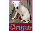 Adopt Cooper a Labrador Retriever / American Pit Bull Terrier / Mixed dog in