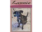 Adopt Lannie a Labrador Retriever / American Pit Bull Terrier / Mixed dog in