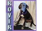 Adopt Rover a Labrador Retriever / Hound (Unknown Type) / Mixed dog in Mena