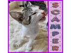Adopt Scamper a Domestic Mediumhair / Mixed (short coat) cat in Mena