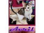 Adopt Avril a Domestic Shorthair / Mixed (short coat) cat in Mena, AR (39150978)