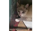 Adopt Reginald Butterscotch a Siamese / Mixed (short coat) cat in Douglasville