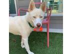 Adopt Jadis a White - with Tan, Yellow or Fawn Husky / Mixed dog in Greensboro