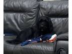 Adopt Dart a Black Labradoodle / Mixed dog in Saratoga Springs, UT (39190405)