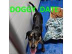 Adopt Kyle a Brown/Chocolate Catahoula Leopard Dog / Mixed dog in Lakeland