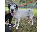 Adopt Milliann a White - with Tan, Yellow or Fawn Great Dane / Mixed dog in