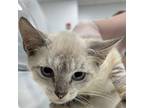 Adopt Pepper Jack a White (Mostly) Siamese / Mixed cat in Lakeland