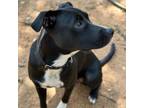 Adopt Spade a Black Labrador Retriever / Mixed dog in Austin, TX (39182812)