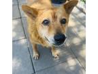 Adopt Abuela a Tan/Yellow/Fawn Chow Chow / Mixed Breed (Medium) / Mixed dog in