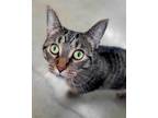 Adopt Jellie a Domestic Shorthair / Mixed (short coat) cat in Viroqua