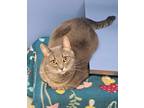 Adopt Gracie a Domestic Shorthair / Mixed (short coat) cat in Viroqua