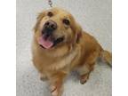 Adopt Sammy a Golden Retriever / Mixed dog in Des Moines, IA (39187900)