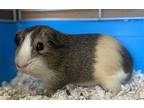 Adopt Paneer a Guinea Pig small animal in Oakland, CA (39167918)