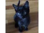 Adopt Ronald a All Black Domestic Shorthair / Mixed cat in Flagstaff