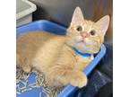 Adopt Pegasus a Orange or Red Domestic Shorthair / Mixed cat in Flagstaff