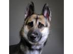 Adopt Galaxy a German Shepherd Dog / Mixed dog in Houston, TX (39085318)