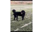 Adopt Koda a Black Labradoodle / Labradoodle / Mixed dog in Saratoga Springs