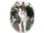 Adopt Yabby a Domestic Shorthair / Mixed cat in Colorado Springs, CO (39130852)