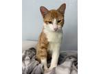 Adopt Rouleau a Domestic Shorthair / Mixed cat in Colorado Springs