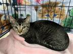 Adopt Rabal a Domestic Shorthair / Mixed cat in Colorado Springs, CO (39189791)