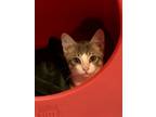 Adopt Radii a Domestic Shorthair / Mixed cat in Colorado Springs, CO (39189790)