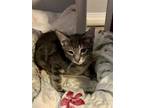 Adopt Raggle a Domestic Shorthair / Mixed cat in Colorado Springs, CO (39189789)